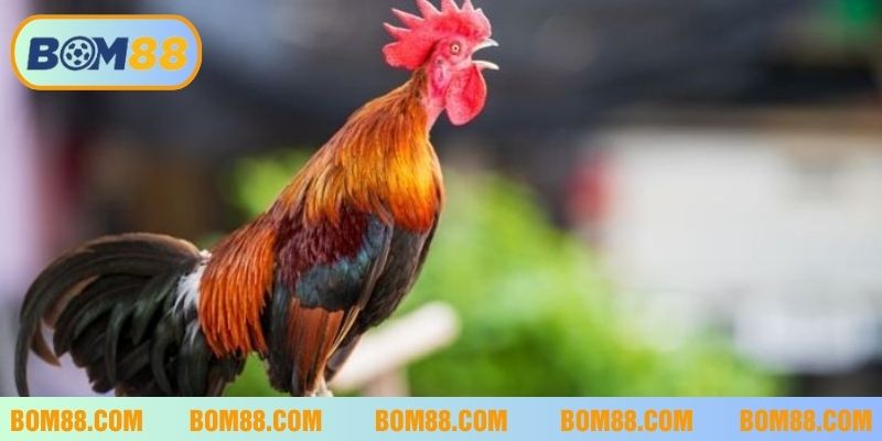 Giấc mơ gà trống gáy là điềm báo may mắn