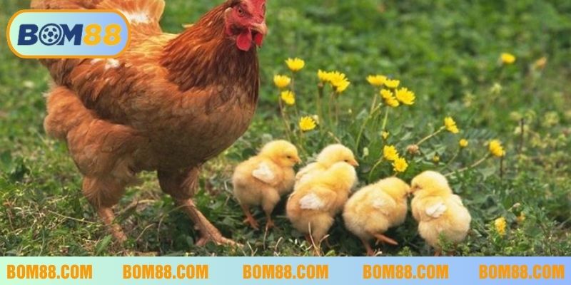 Mơ thấy gà mẹ và gà con dự báo về những mối quan hệ sắp đến